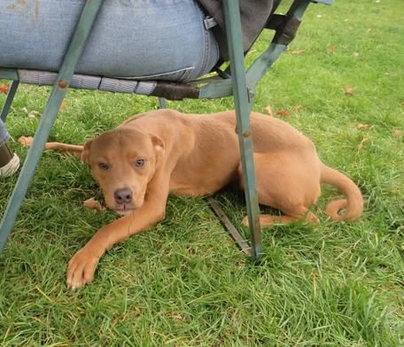Snow White, Adoptable, Young Female Labrador Retriever & Terrier.