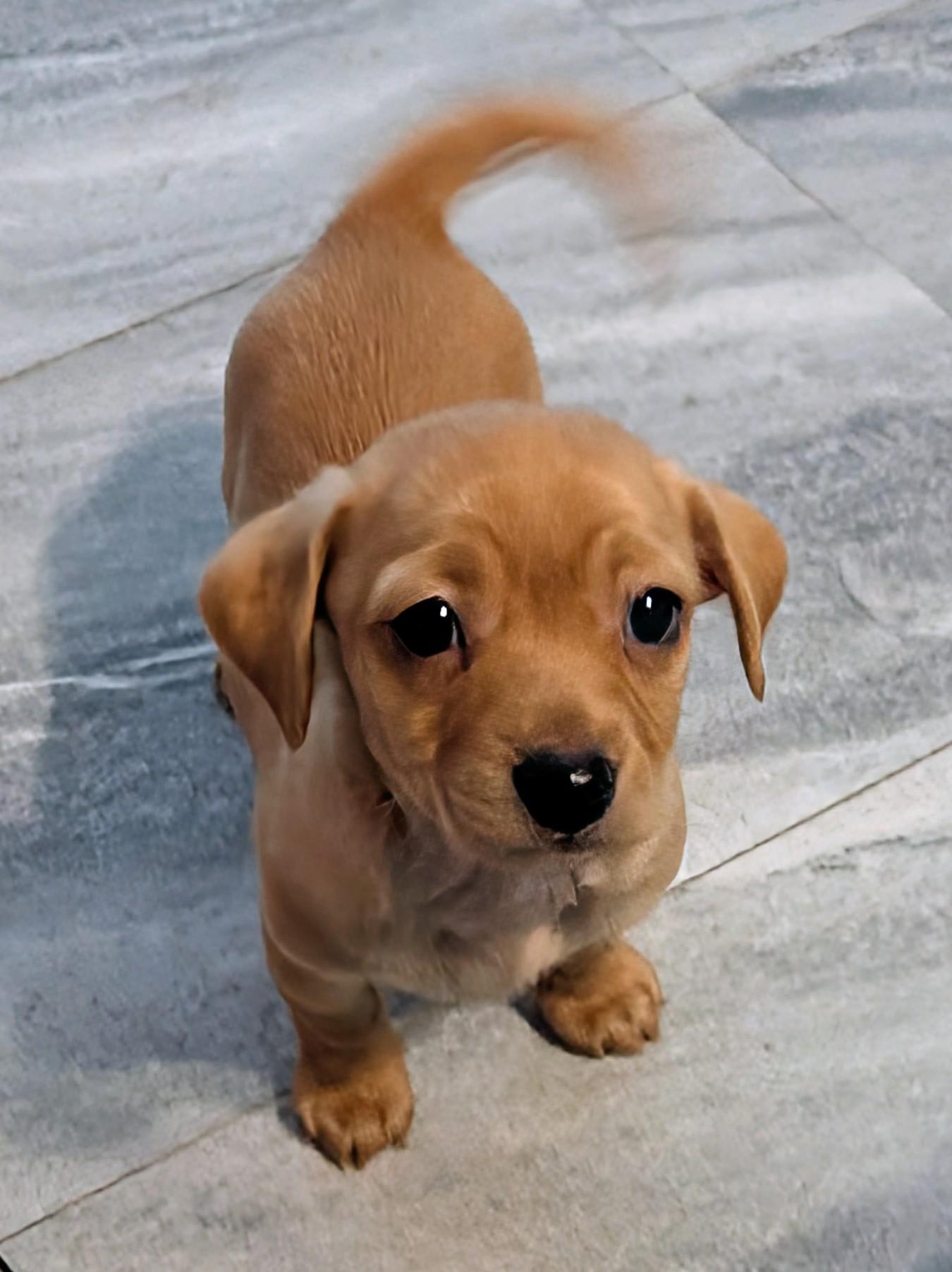 Enlarge Watson , a ADOPTABLE mixed breed in Saint David, AZ image 4/4