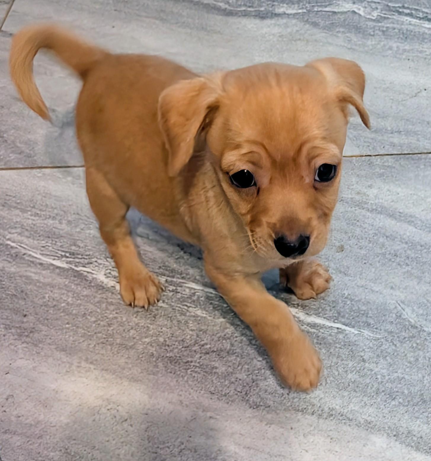 Enlarge Watson , a ADOPTABLE mixed breed in Saint David, AZ image 3/4