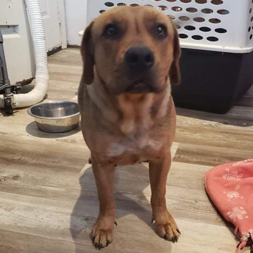 Enlarge M&M, a Adoptable Mixed Breed in Laurel, MS image 1/3