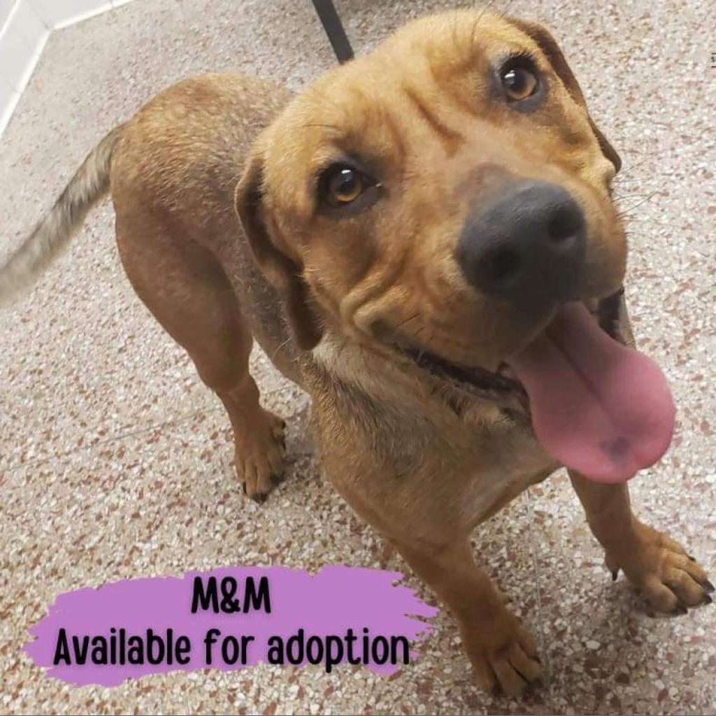 Enlarge M&M, a Adoptable Mixed Breed in Laurel, MS image 2/3