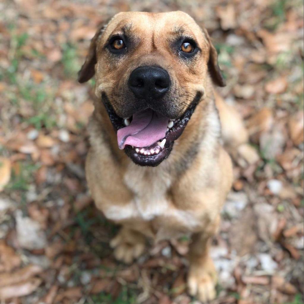 Enlarge M&M, a Adoptable Mixed Breed in Laurel, MS image 3/3