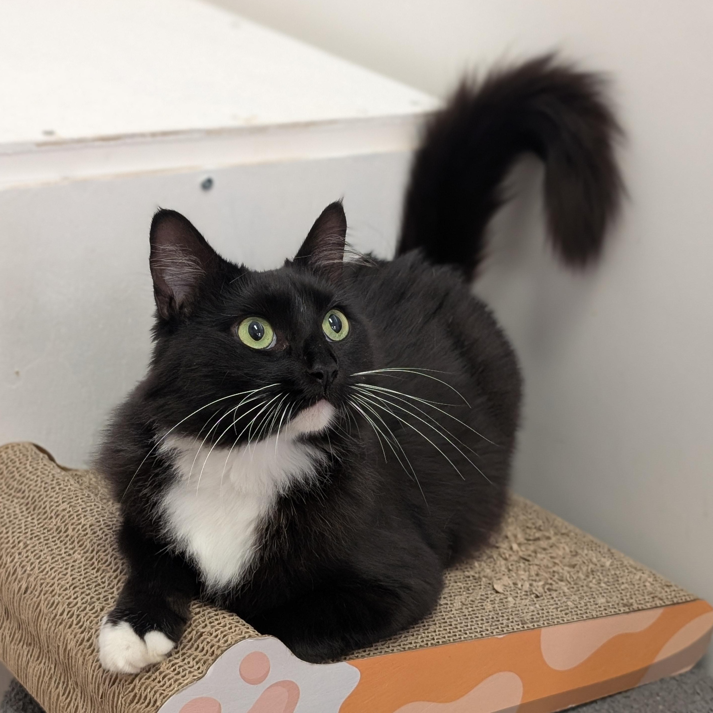 Adella, a Adoptable Domestic Medium Hair in St. Augustine, FL image 1/4