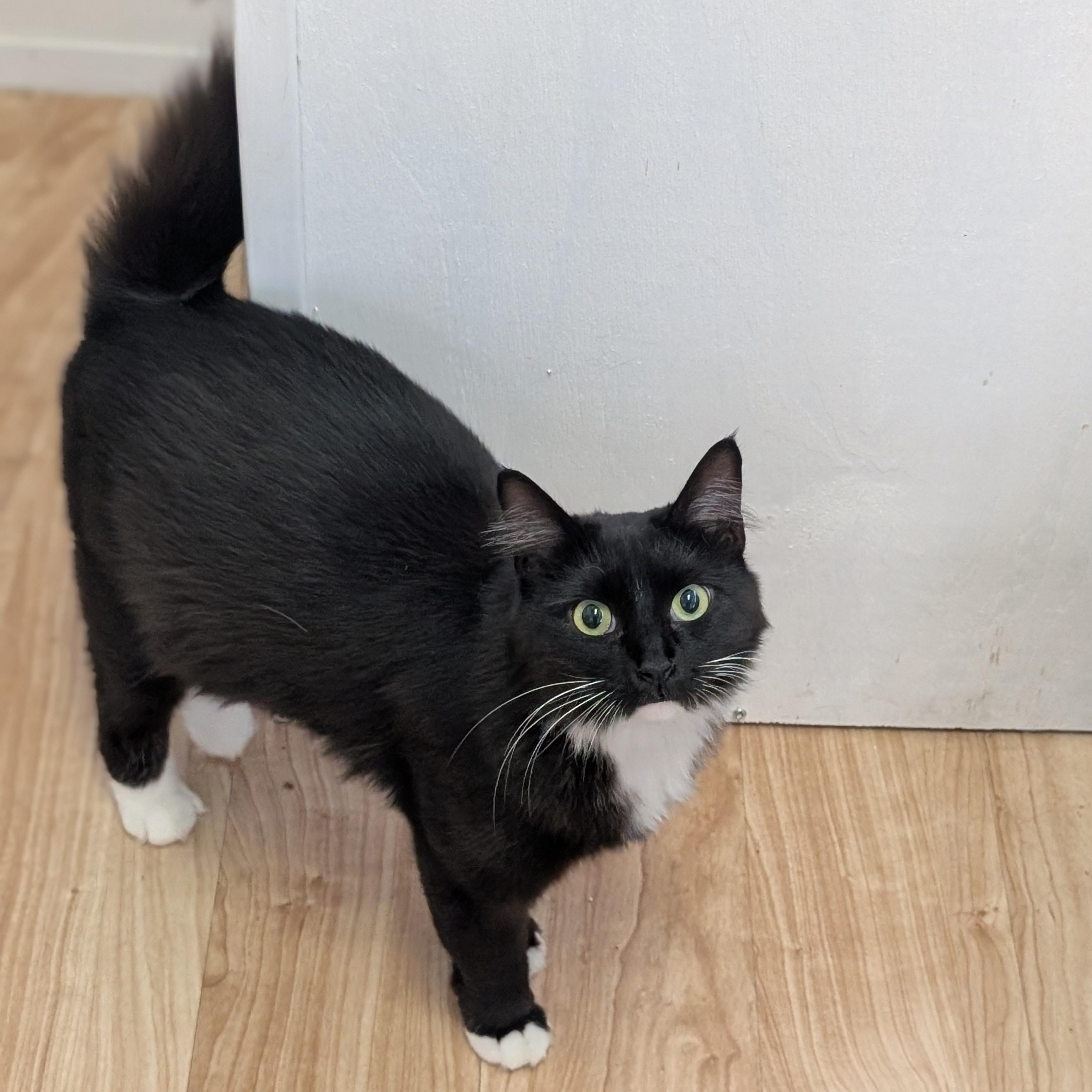 Adella, a Adoptable Domestic Medium Hair in St. Augustine, FL image 2/4
