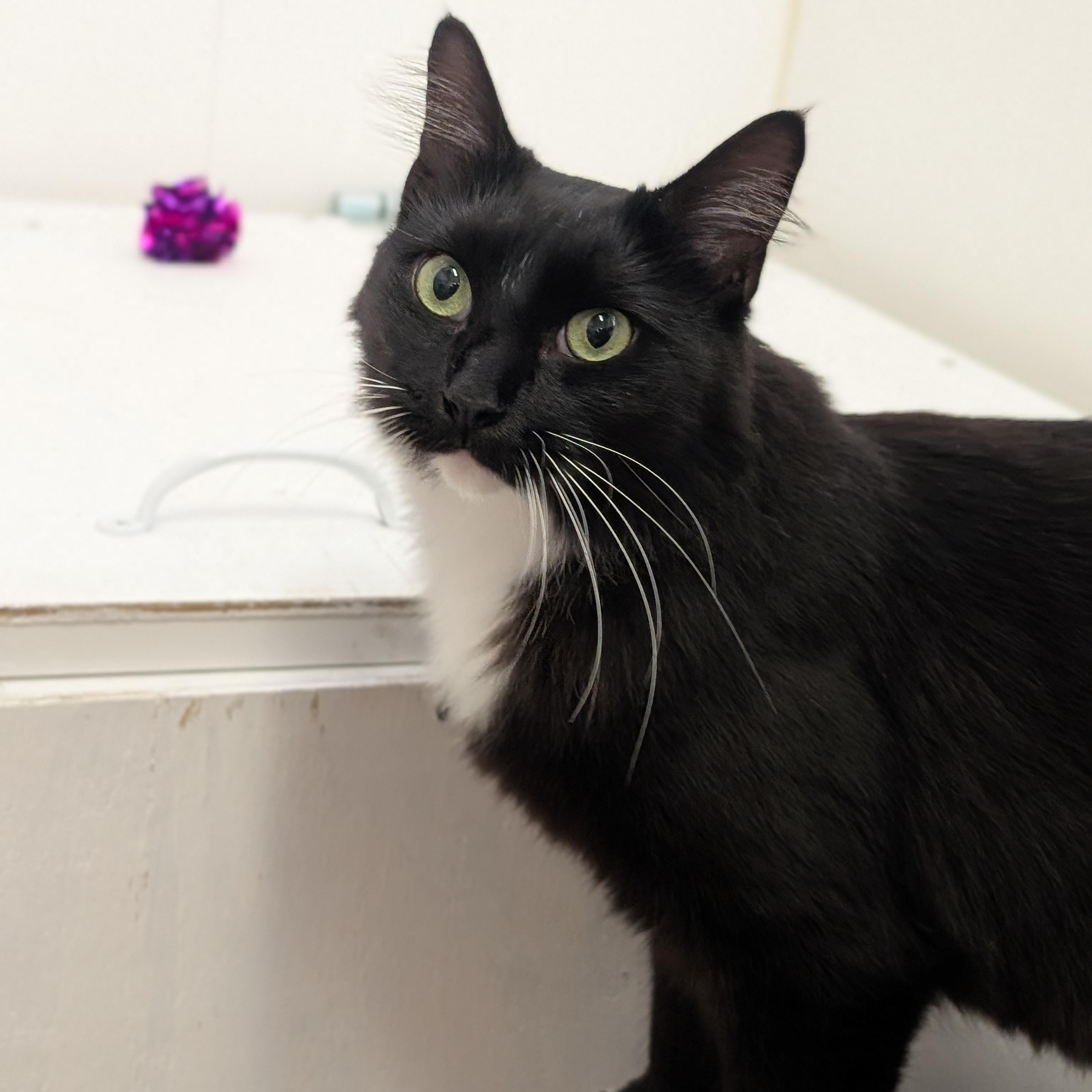 Adella, a Adoptable Domestic Medium Hair in St. Augustine, FL image 3/4