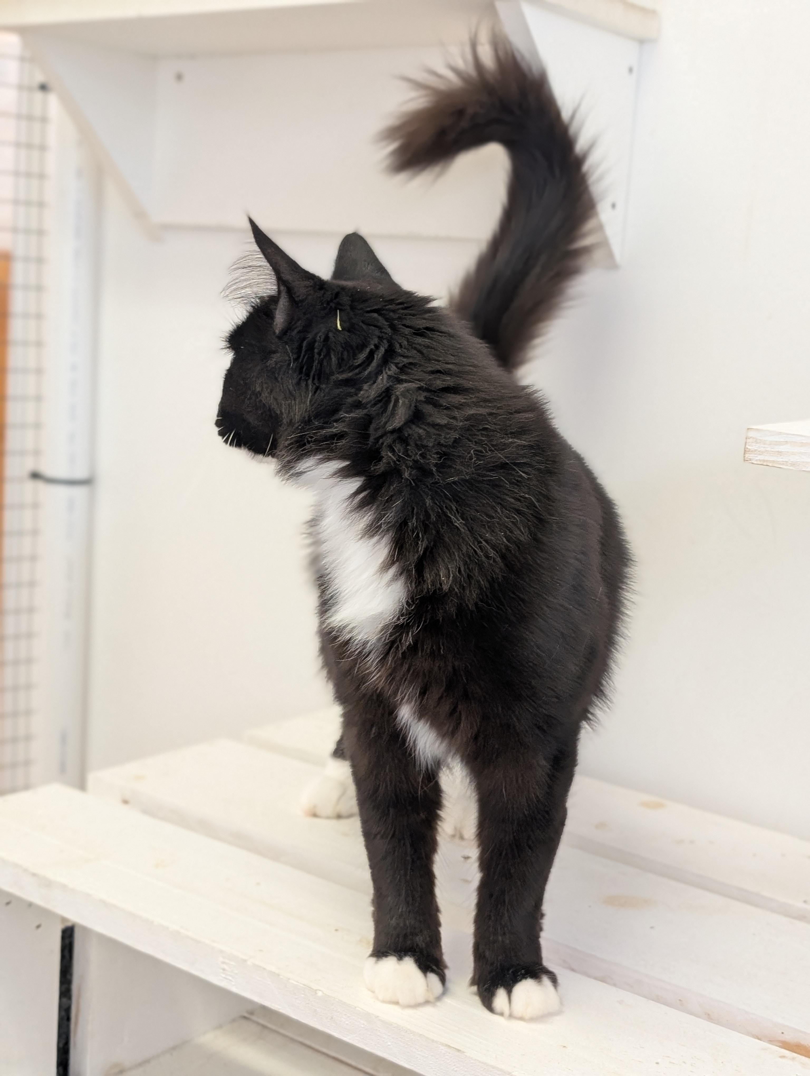 Adella, a Adoptable Domestic Medium Hair in St. Augustine, FL image 4/4