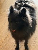 Enlarge Rocky, a Adopted Pomeranian in Madras, OR image 2/2