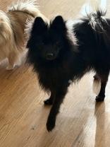 Rocky, Adopted, Adult Male Pomeranian.