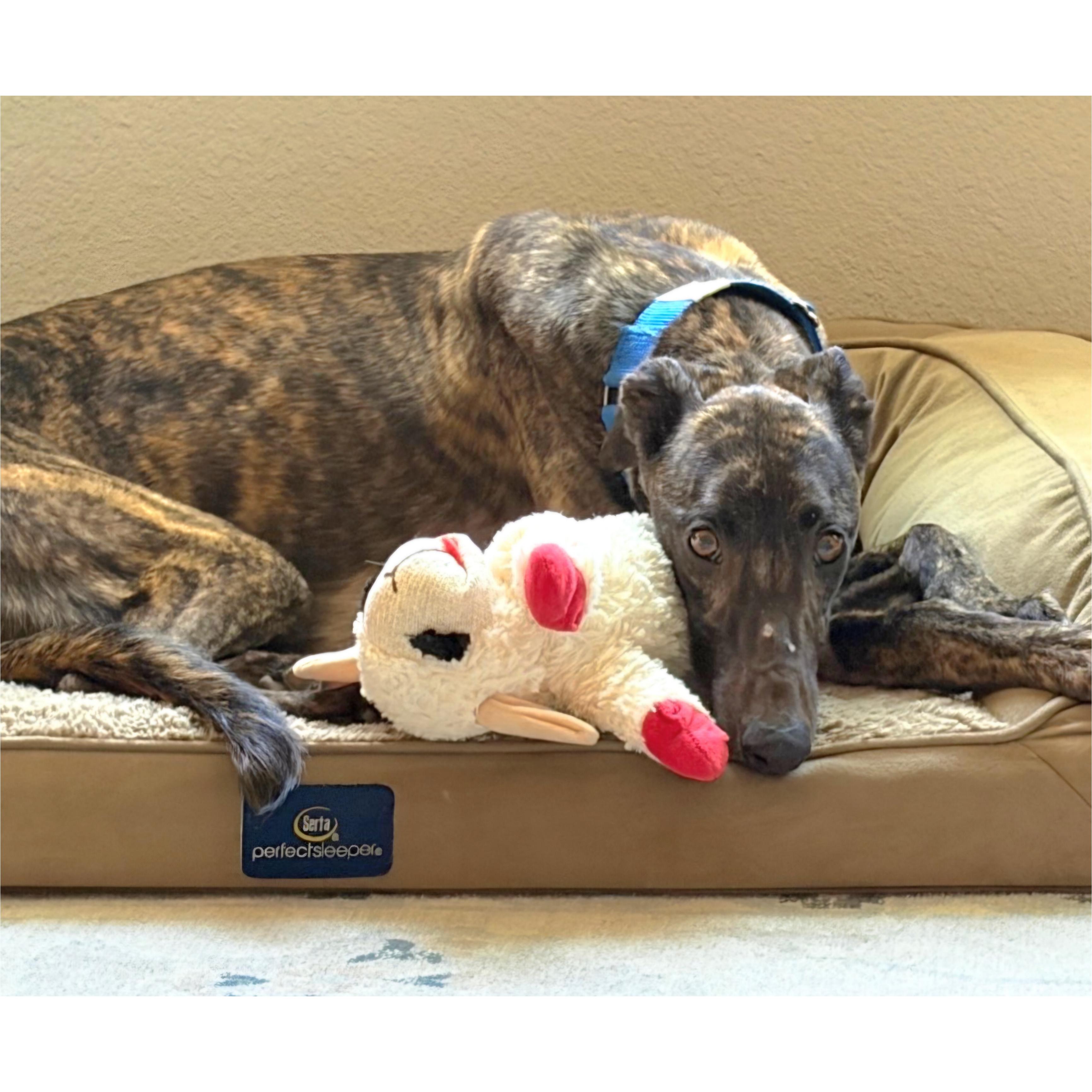 JSP Swiftstripes (Stripes), Adoptable, Young Female Greyhound.