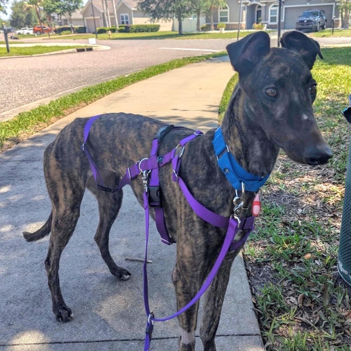 Enlarge JSP Swiftstripes (Stripes), a Adoptable Greyhound in Tarpon Springs, FL image 2/6