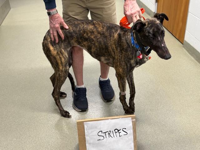 Enlarge JSP Swiftstripes, a Adoptable Greyhound in Tarpon Springs, FL image 1/1