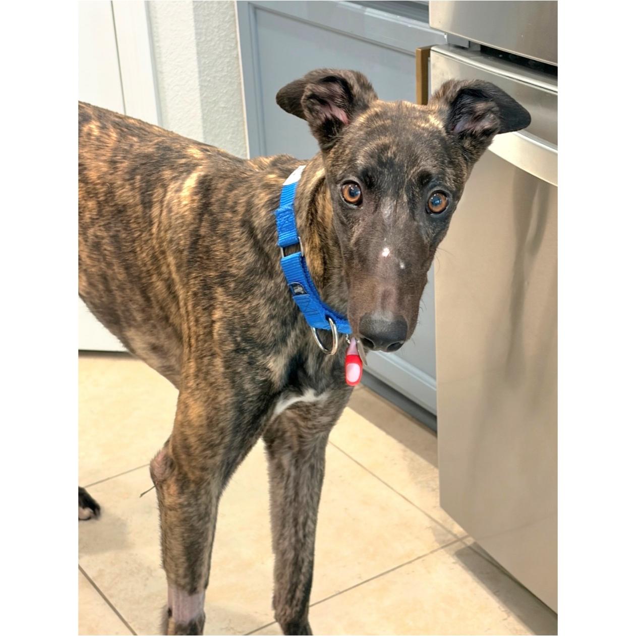 Enlarge JSP Swiftstripes (Stripes), a Adoptable Greyhound in Tarpon Springs, FL image 3/6