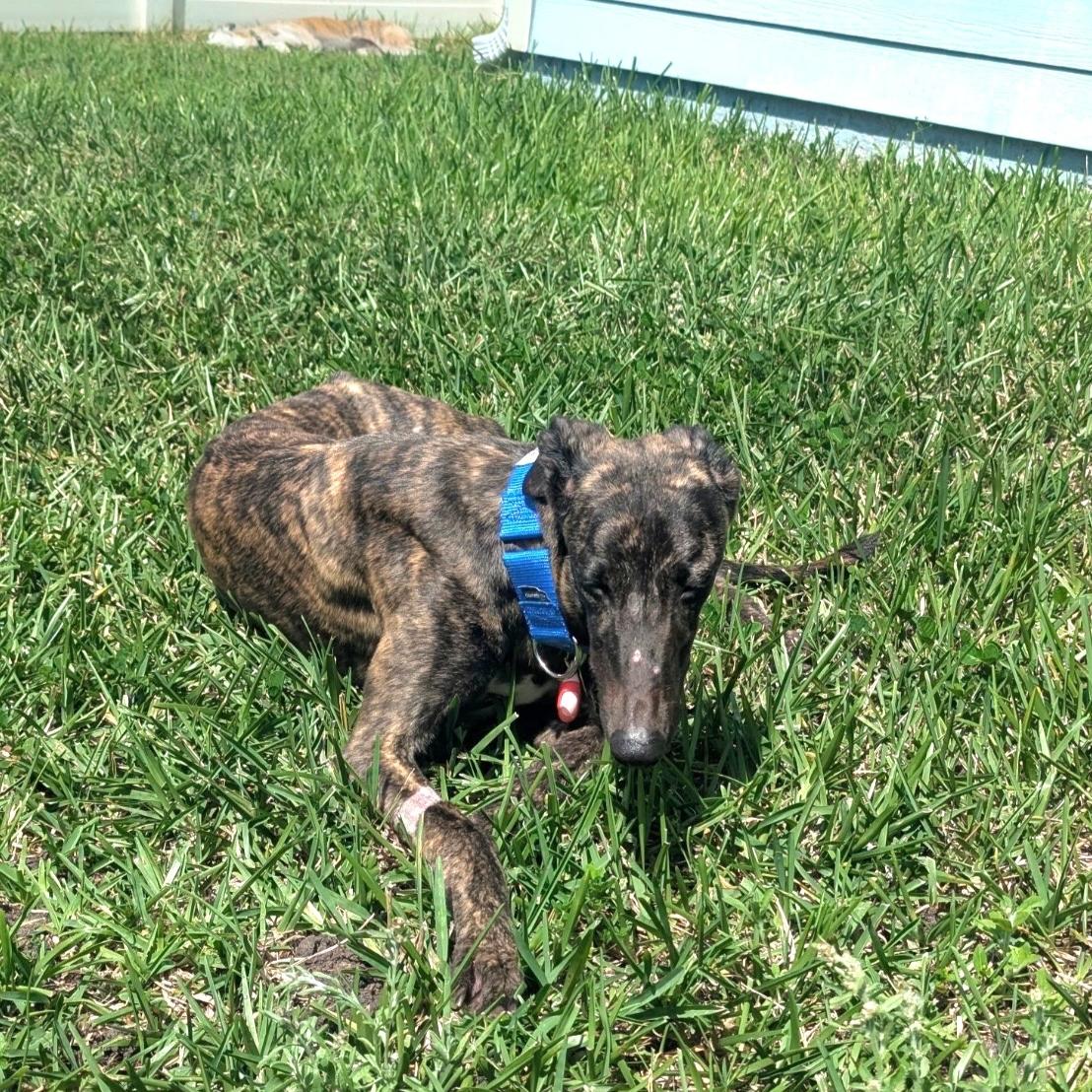 Enlarge JSP Swiftstripes (Stripes), a Adoptable Greyhound in Tarpon Springs, FL image 4/6
