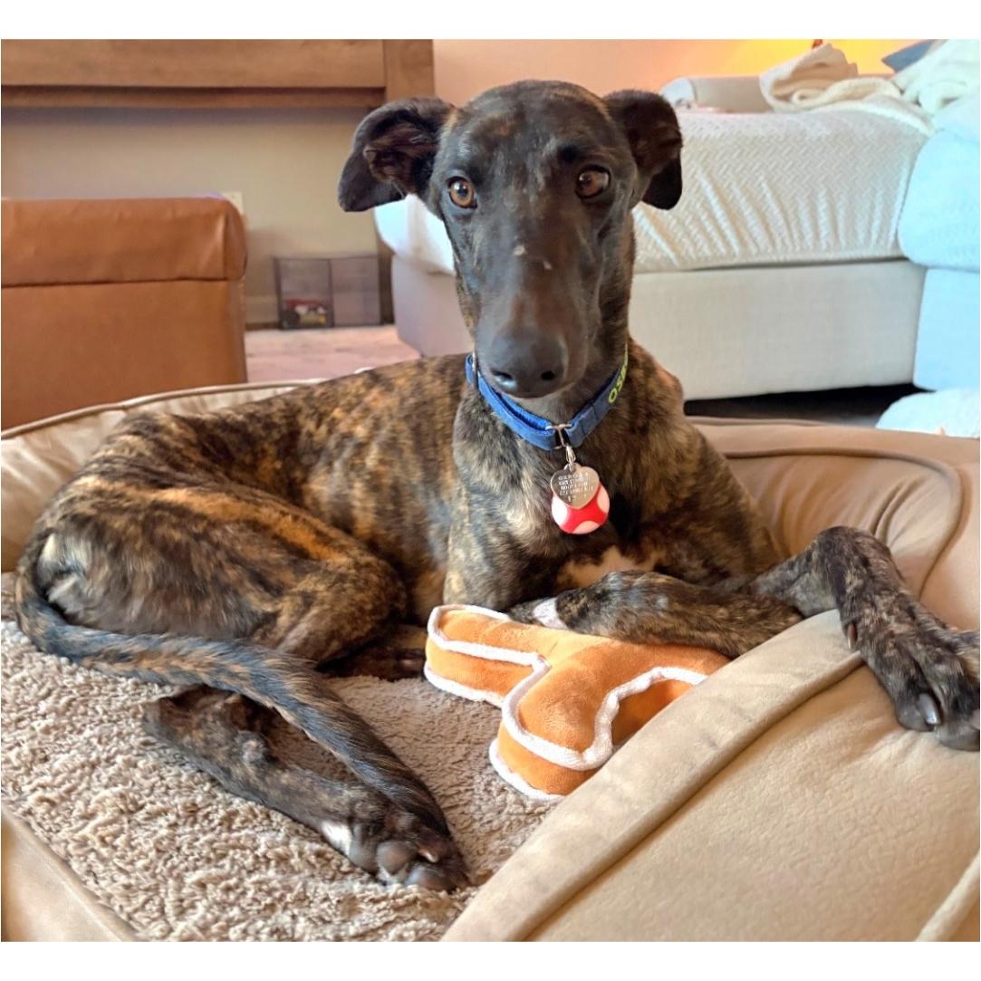 Enlarge JSP Swiftstripes (Stripes), a Adoptable Greyhound in Tarpon Springs, FL image 5/6