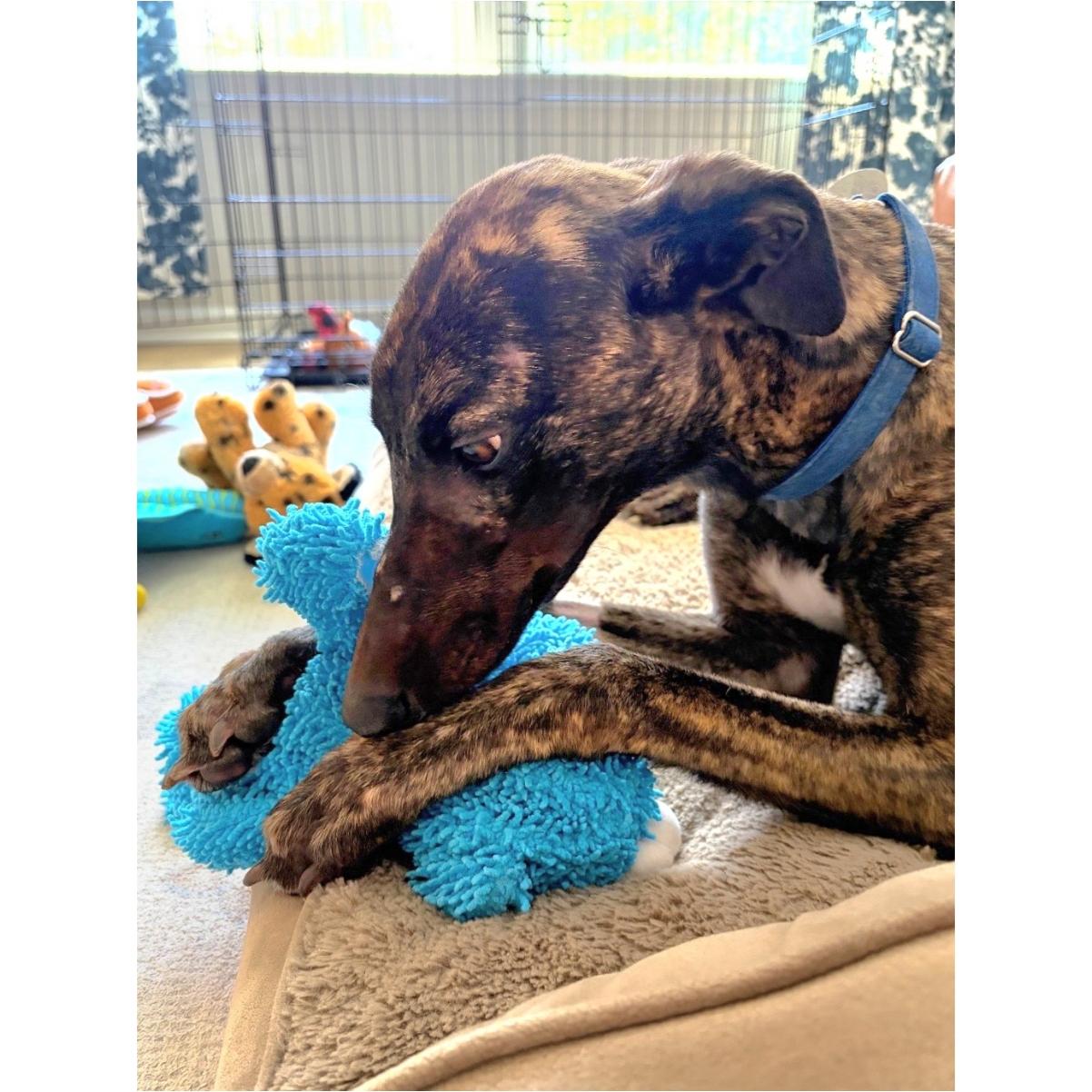 Enlarge JSP Swiftstripes (Stripes), a Adoptable Greyhound in Tarpon Springs, FL image 6/6