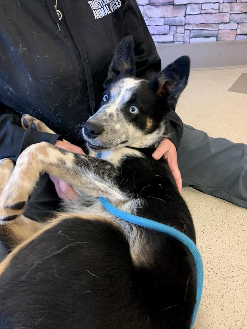 Creek, Adopted, Young Male Australian Cattle Dog / Blue Heeler.