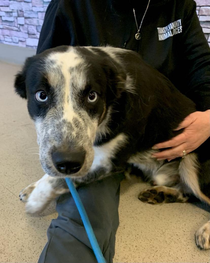 Enlarge Creek, a Adopted mixed breed in Brevard, NC image 5/5