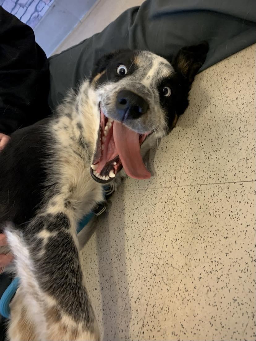 Enlarge Creek, a Adopted mixed breed in Brevard, NC image 2/5