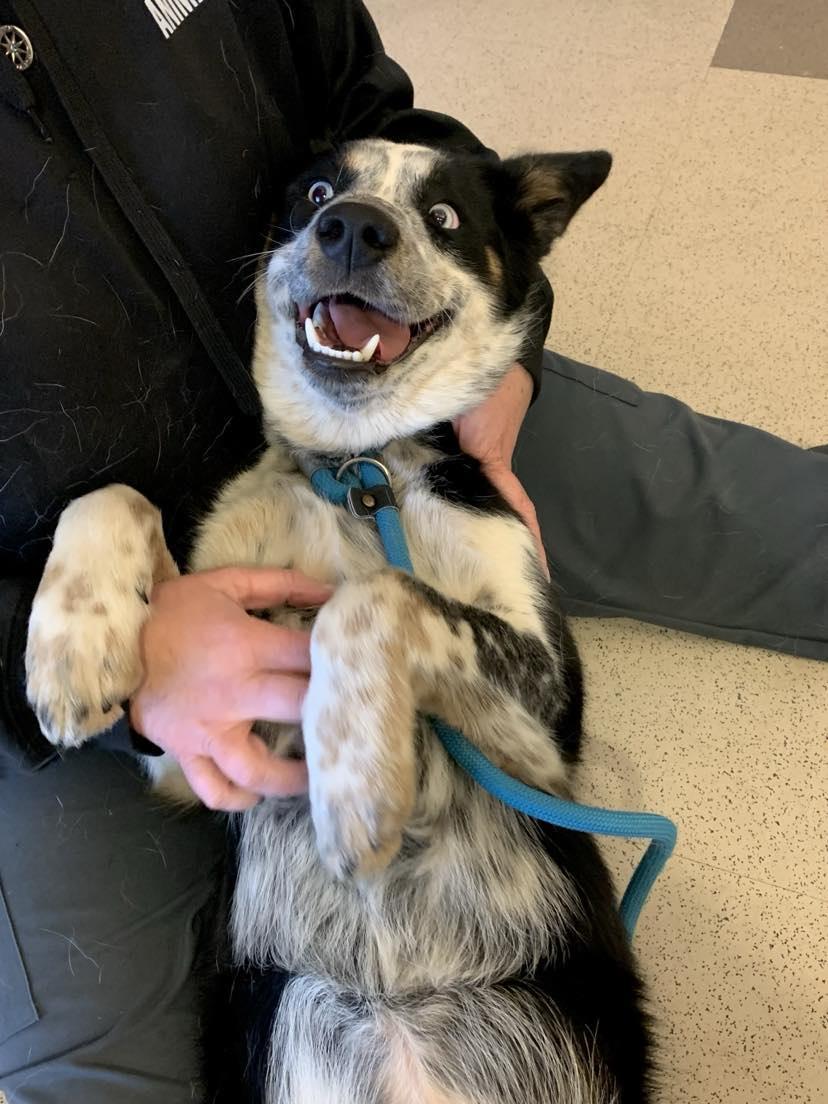 Enlarge Creek, a Adopted mixed breed in Brevard, NC image 4/5