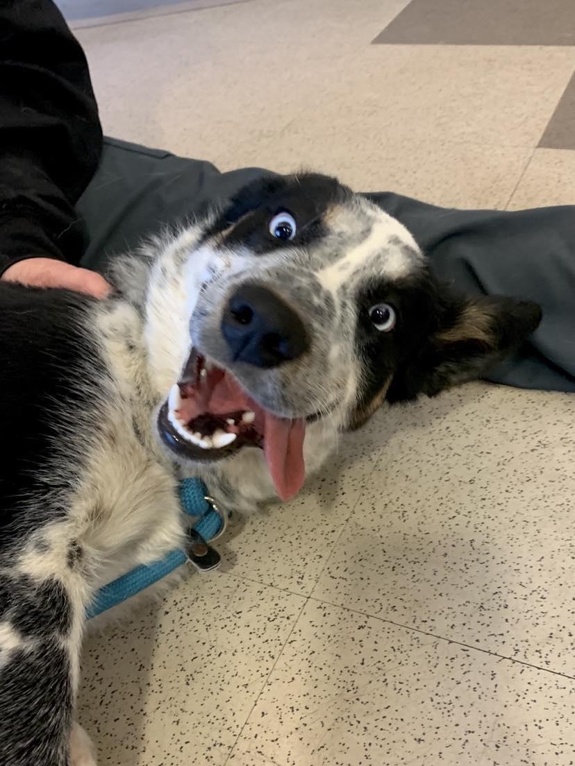 Creek, Adopted, Young Male Australian Cattle Dog / Blue Heeler.