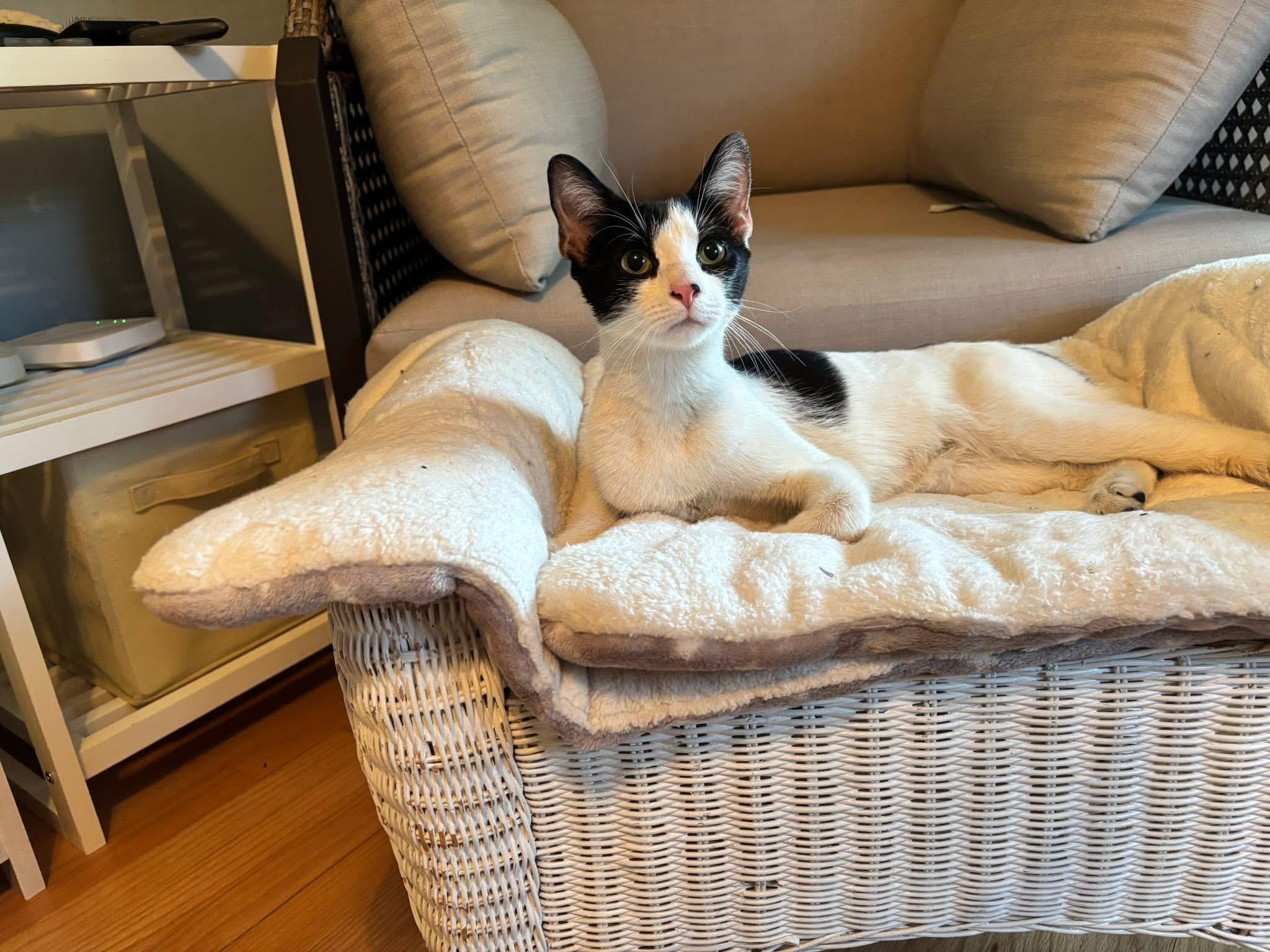 Trix, ADOPTABLE, Young Female Domestic Short Hair.