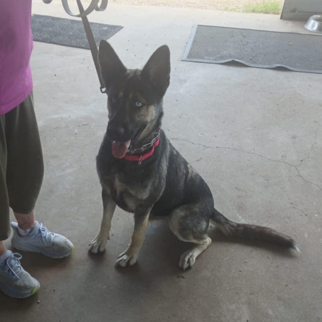 SHAKIRA, Young Female German Shepherd Dog