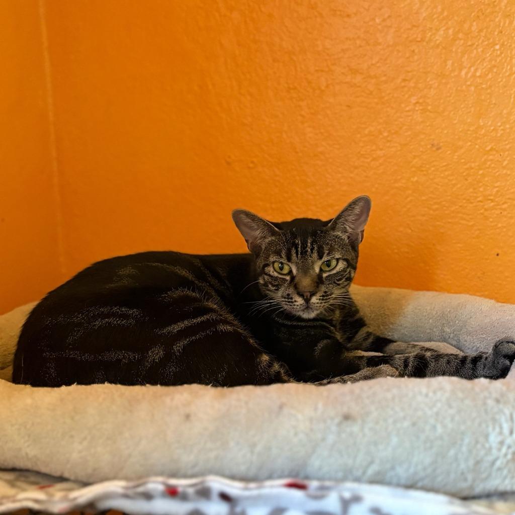 Enlarge SIRRACHA, a Adoptable mixed breed in Marianna, FL image 2/3