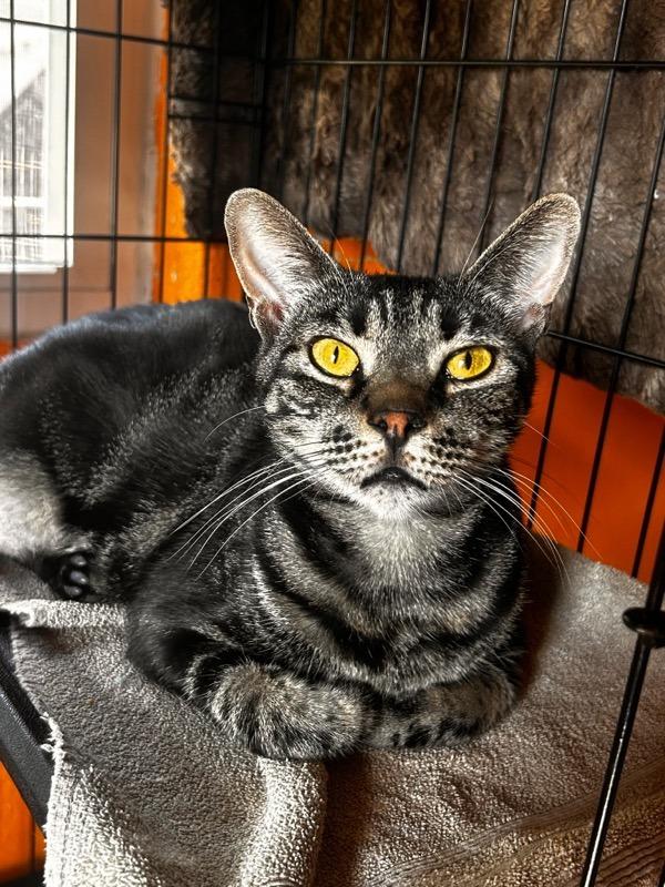 Enlarge SIRRACHA, a Adoptable mixed breed in Marianna, FL image 3/3