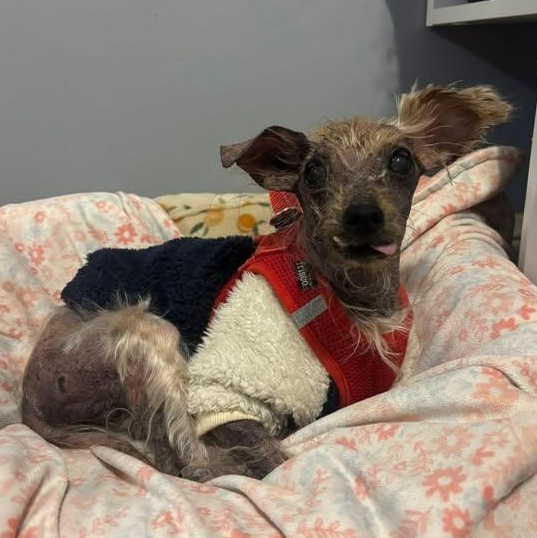 Enlarge Corretta, an adopted mixed breed in Rockville, MD image 5/6