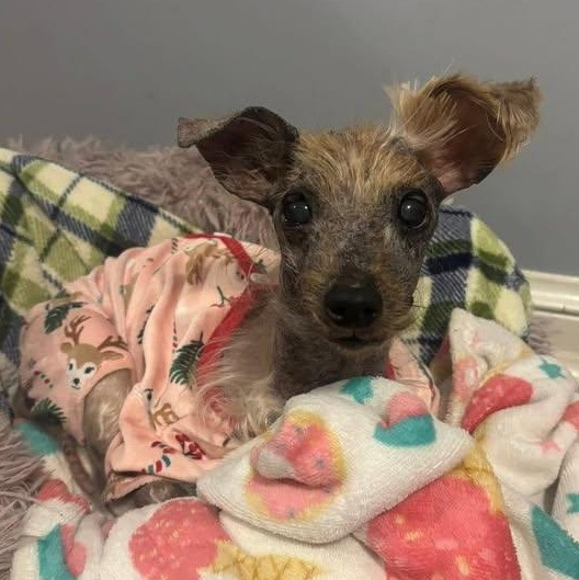 Enlarge Corretta, an adopted mixed breed in Rockville, MD image 6/6