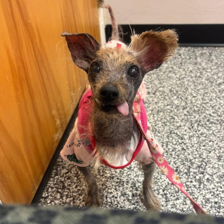 Corretta — thumbnail 3