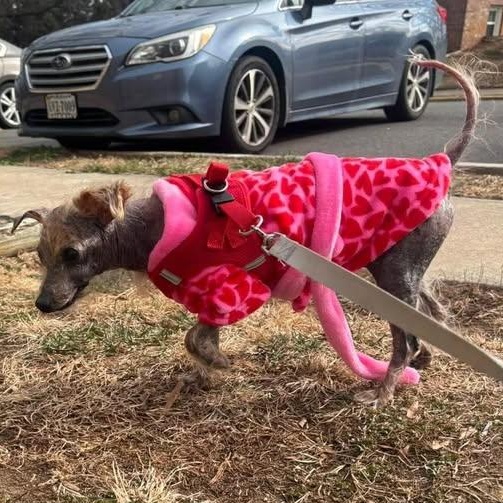 Enlarge Corretta, an adopted mixed breed in Rockville, MD image 3/6