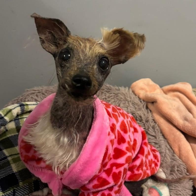 Enlarge Corretta, an adopted mixed breed in Rockville, MD image 2/6