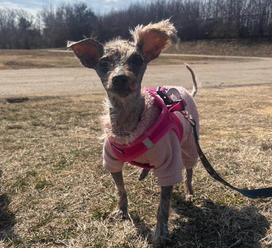 Corretta, adopted, Senior Female Yorkshire Terrier.