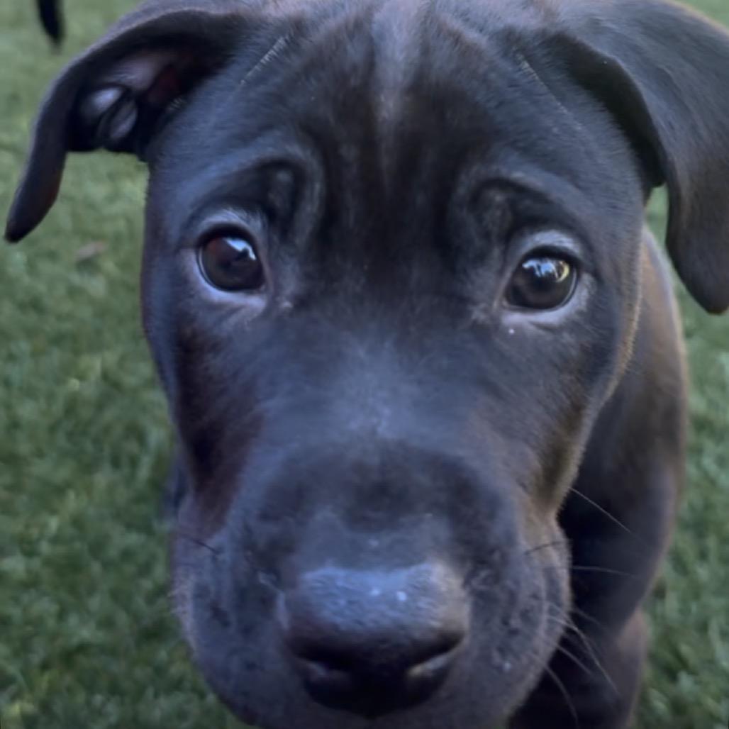 Luigi, Adoptable, Puppy Male Black Labrador Retriever & Mixed Breed.