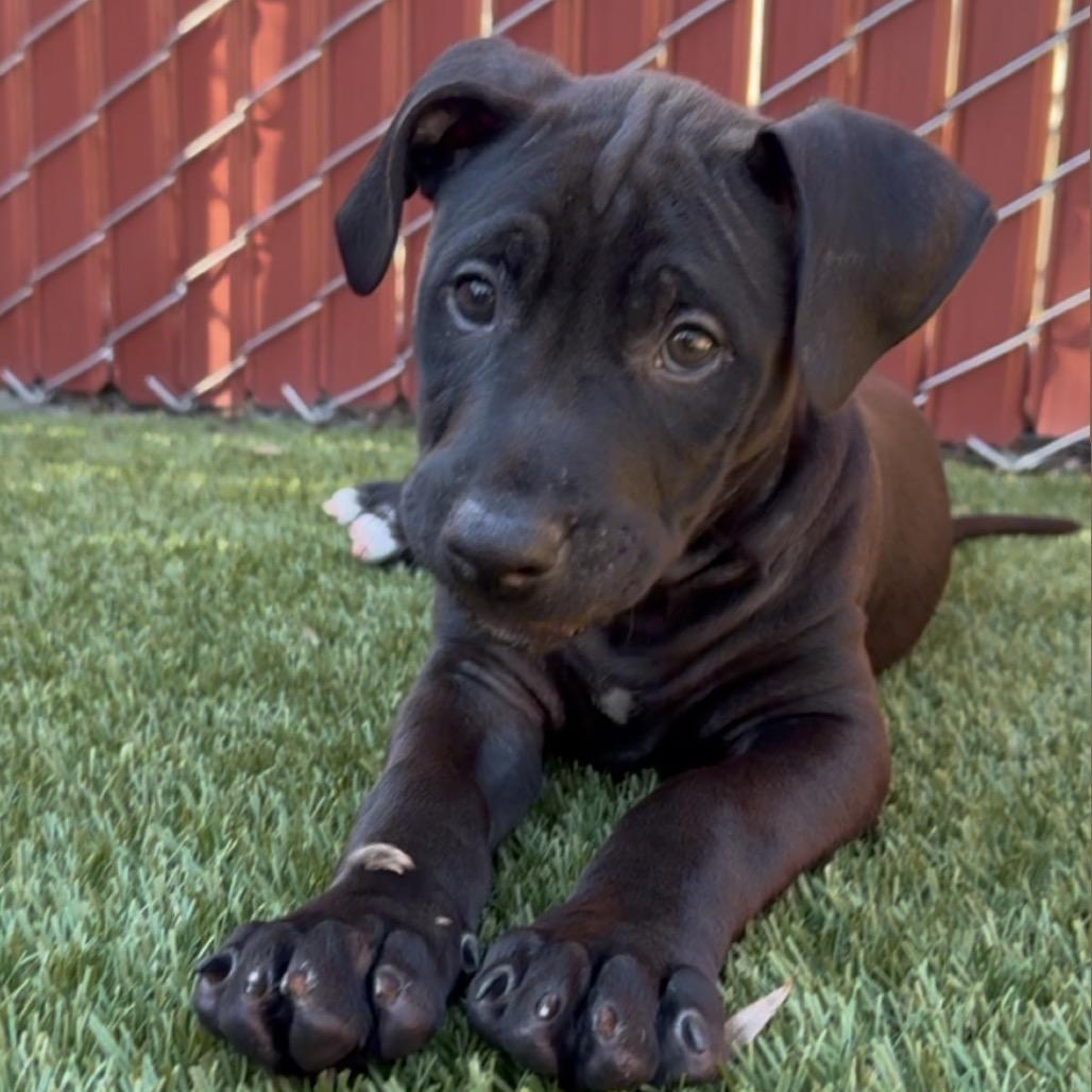 Enlarge Luigi, a Adoptable mixed breed in Buellton, CA image 2/4