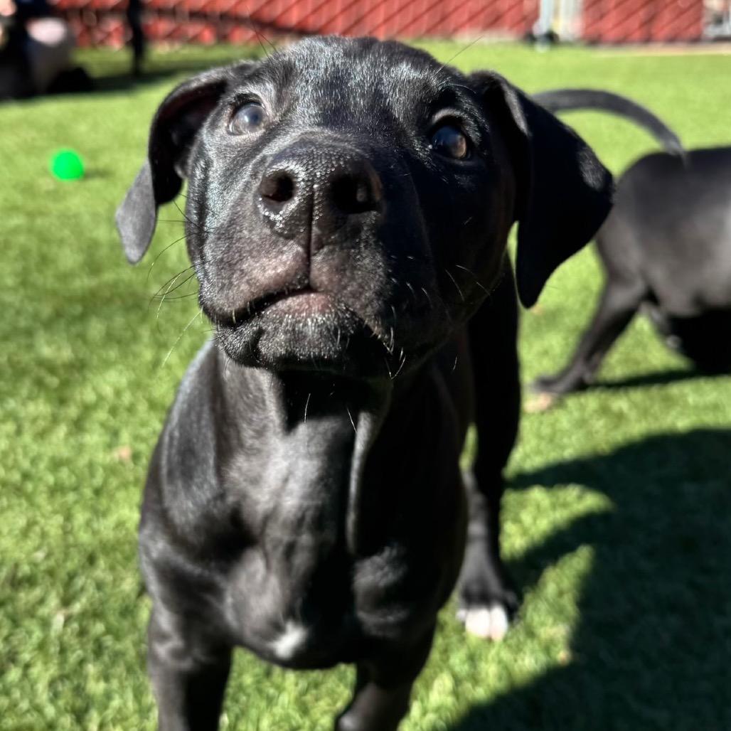 Enlarge Luigi, a Adoptable mixed breed in Buellton, CA image 3/4