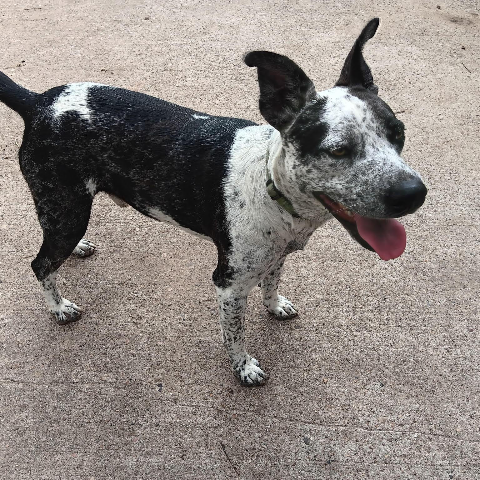 Bandit, a Adoptable mixed breed in Alden, NY image 4/6