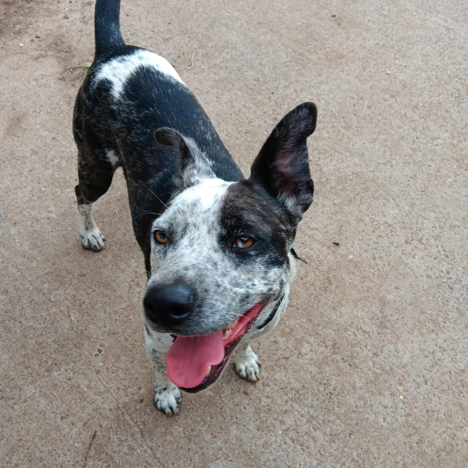 Bandit, a Adoptable mixed breed in Alden, NY image 5/6
