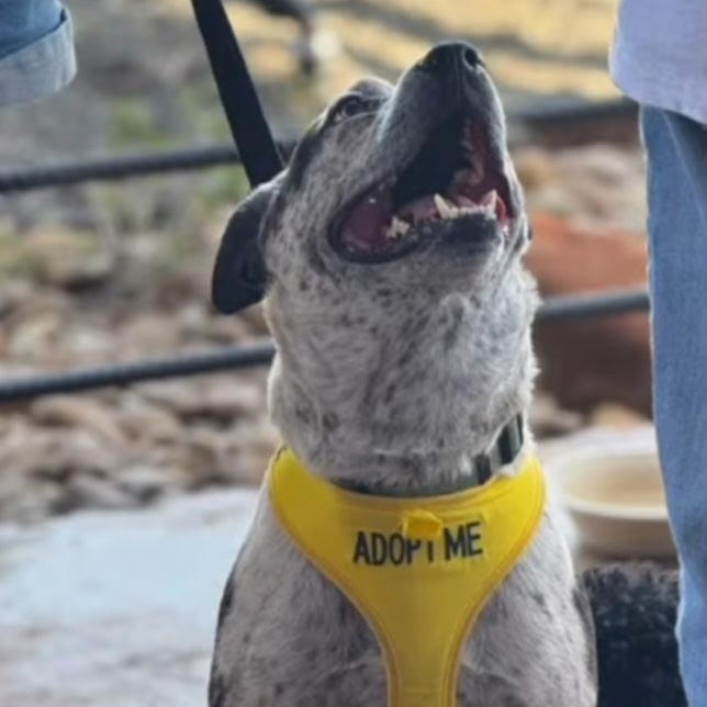 Bandit, a Adoptable mixed breed in Alden, NY image 3/6