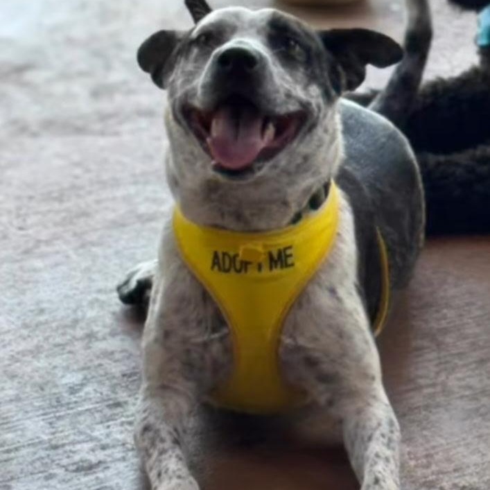 Bandit, a Adoptable mixed breed in Alden, NY image 2/6