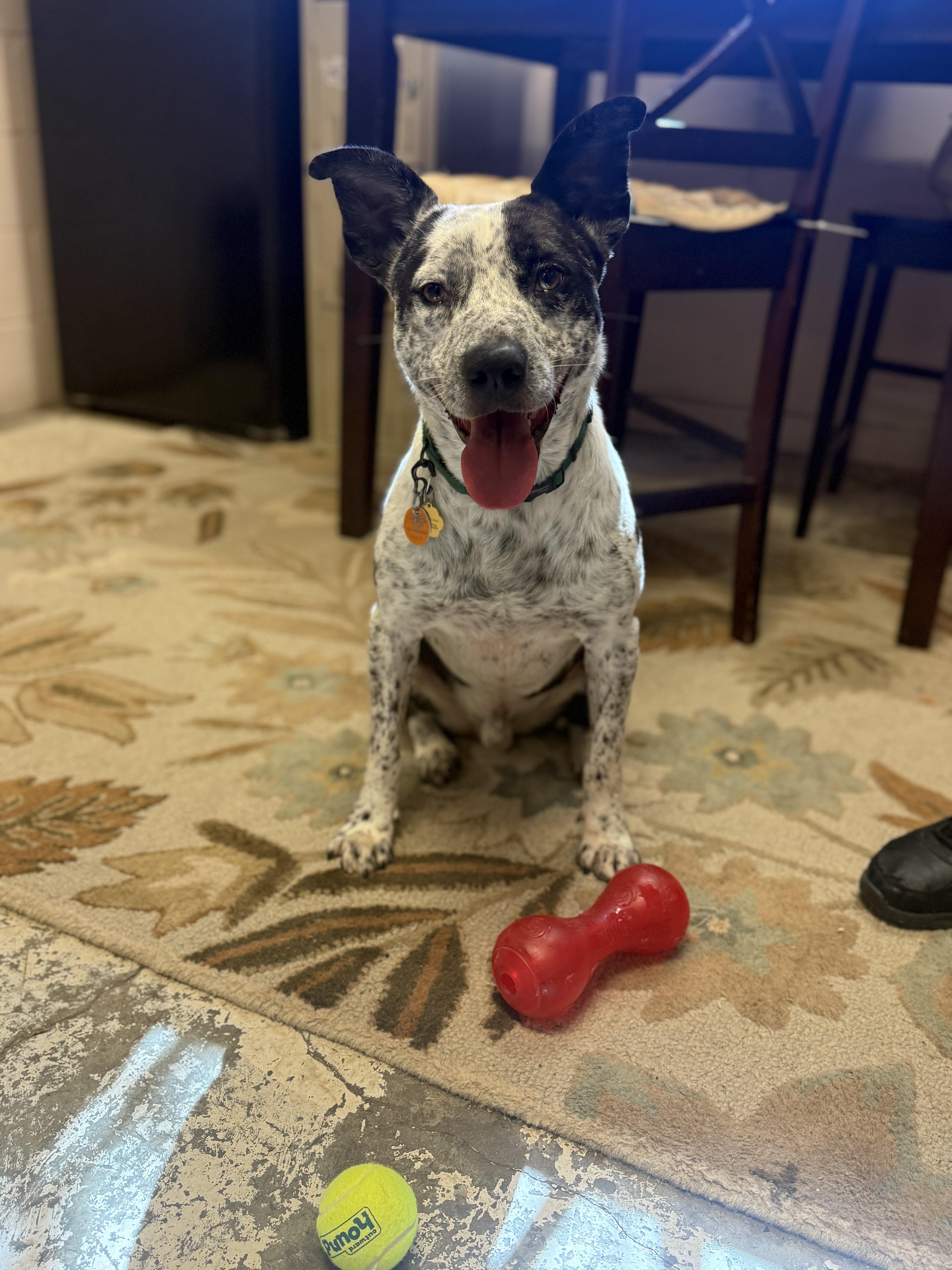 Bandit, a Adoptable mixed breed in Alden, NY image 3/6