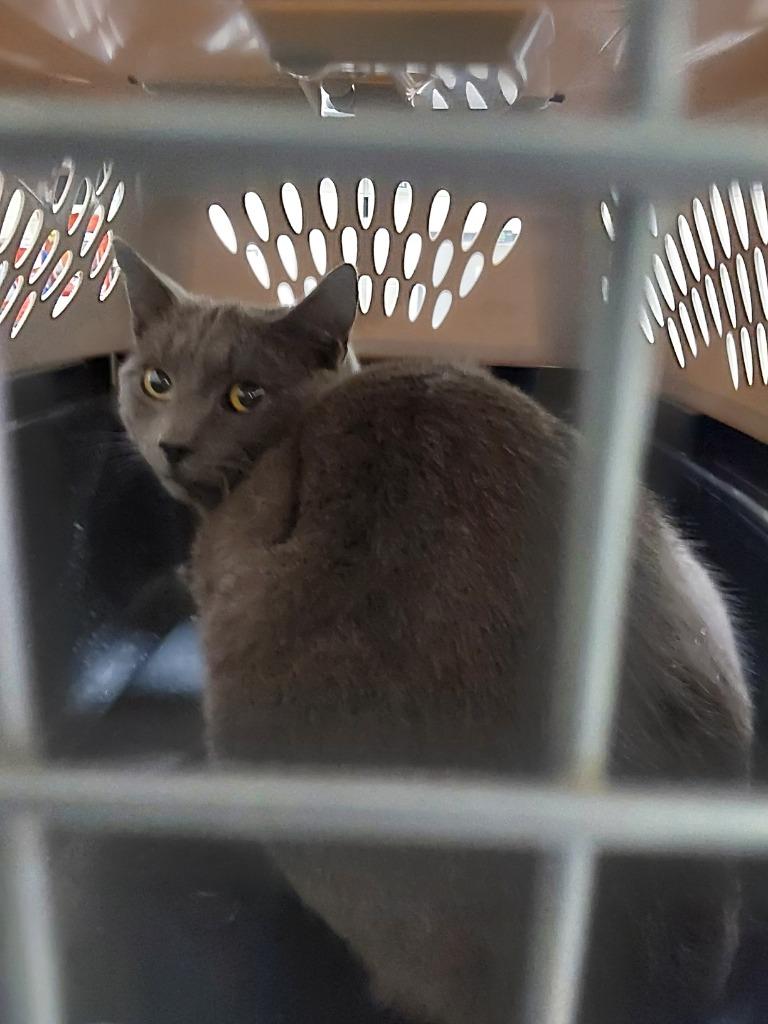 2026-01-099 *Ashe*, Adopted, Young Male Domestic Short Hair.