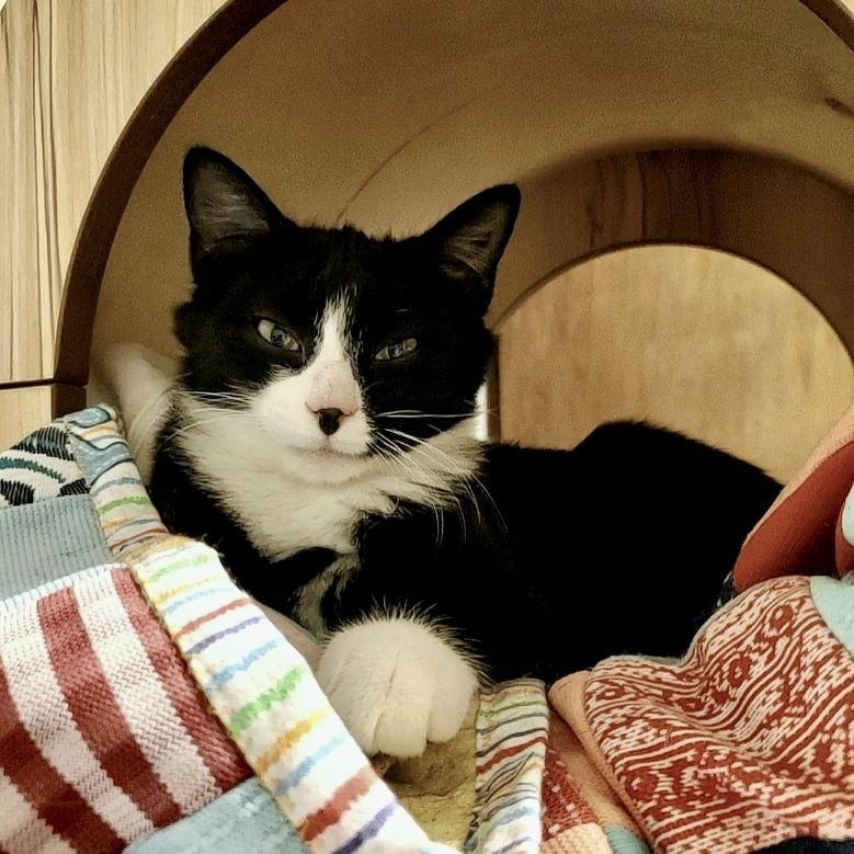 Chouette, Baby Female Tuxedo