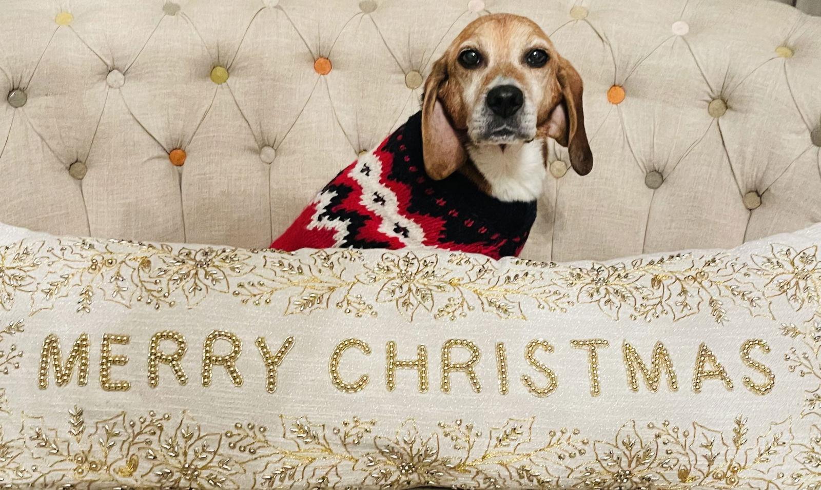 Enlarge Nicolette “Nicki”, a Adopted Beagle in Germantown, OH image 1/3