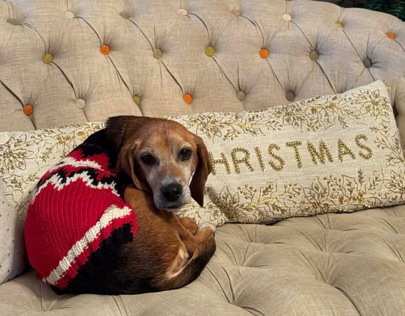 Enlarge Nicolette “Nicki”, a Adopted Beagle in Germantown, OH image 2/3