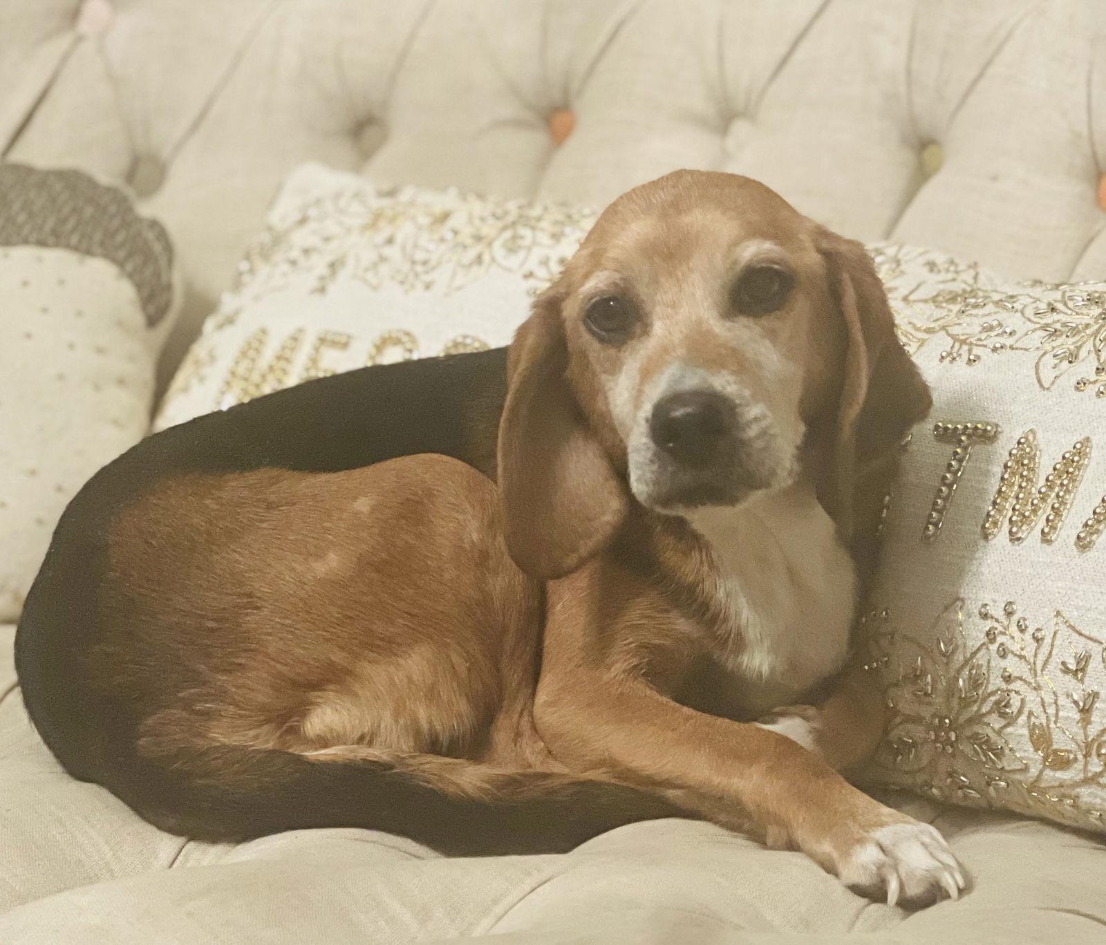 Enlarge Nicolette “Nicki”, a Adopted Beagle in Germantown, OH image 3/3