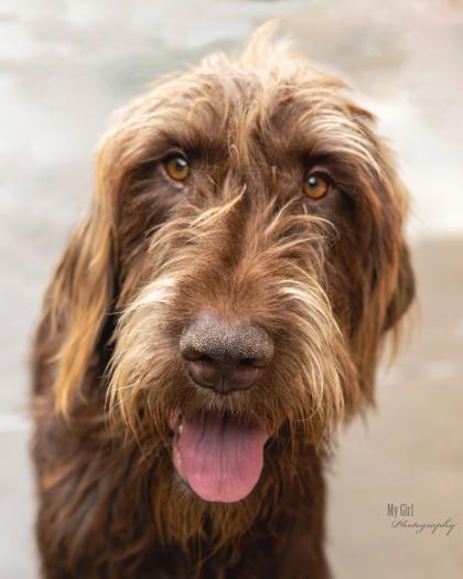 Enlarge Bratwurst, a Adoptable mixed breed in Reidsville, NC image 1/2