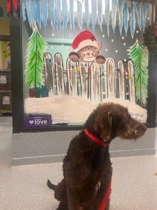 Enlarge Bratwurst, a Adoptable mixed breed in Reidsville, NC image 2/2