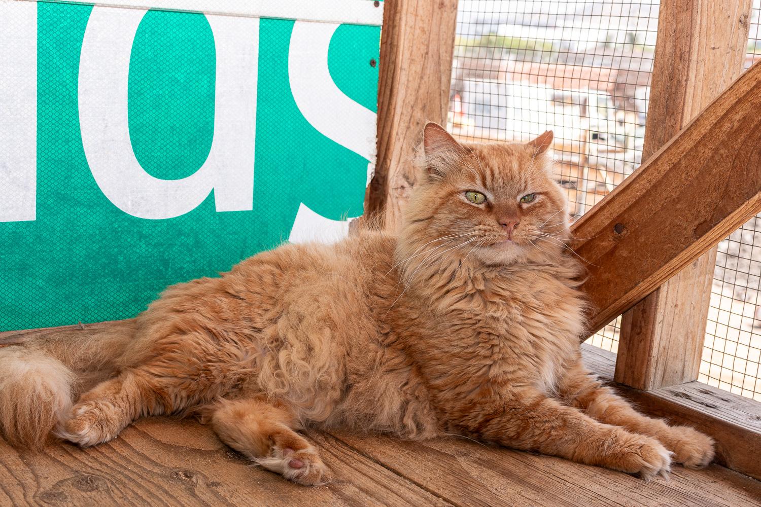Lavaterra, Adoptable, Adult Male Domestic Medium Hair.